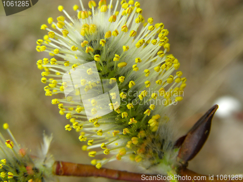 Image of Pussy-willow