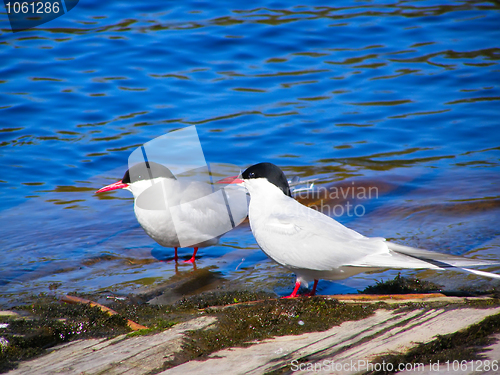 Image of Pair of common Terns