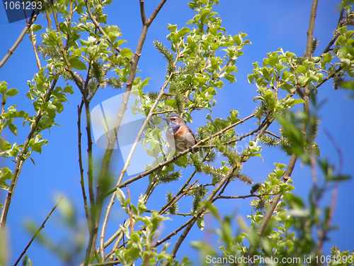 Image of Bluethroat, Luscinia Svecica