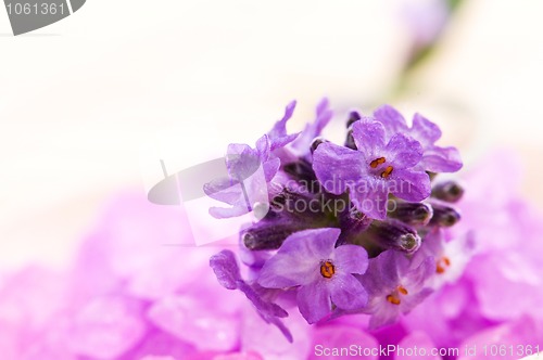 Image of lavender flower and bath salt. spa and wellness