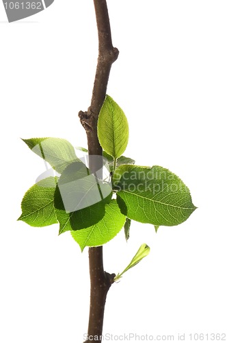 Image of Tree branch with leaves isolated on white 