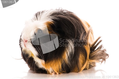 Image of guinea pig isolated on the white background. coronet