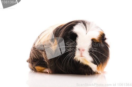 Image of guinea pig isolated on the white background. coronet