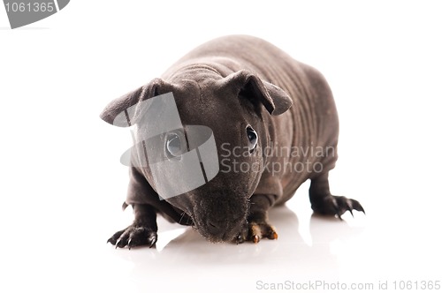 Image of skinny guinea pig isolated on the white background