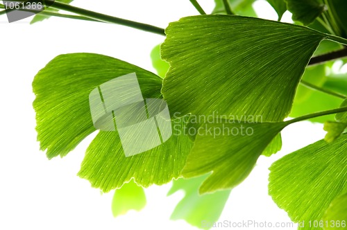 Image of Ginkgo biloba green leaf isolated on white background 