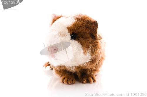 Image of newborn guinea pig