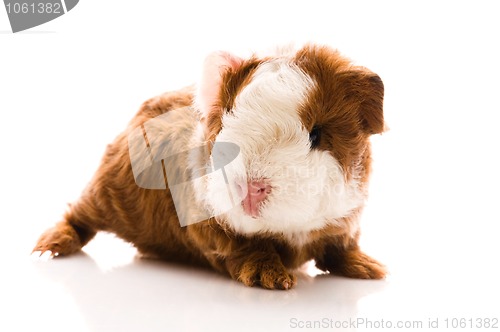 Image of newborn guinea pig