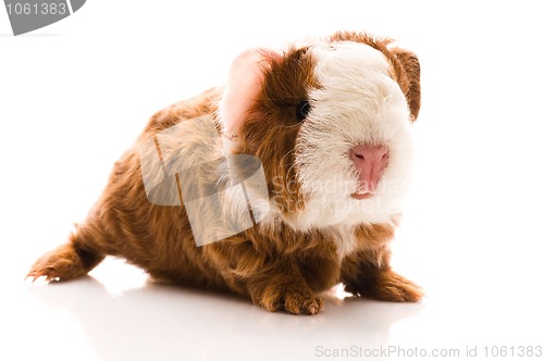 Image of newborn guinea pig