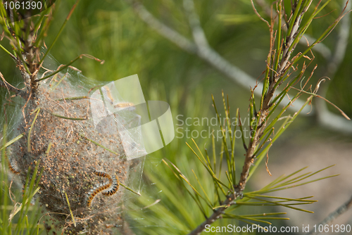 Image of Processionary pest