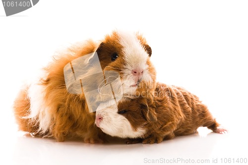 Image of guinea pigs on the white