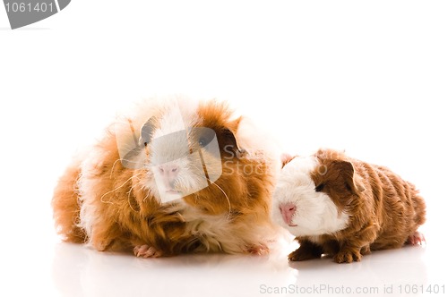 Image of guinea pigs on the white