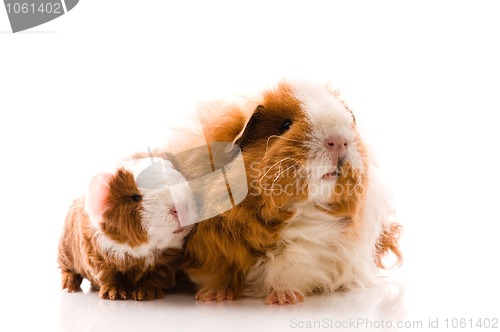 Image of guinea pigs on the white