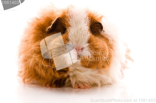 Image of guinea pig isolated on the white background. texel