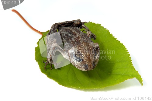 Image of Dried frogling on a leaf isolated