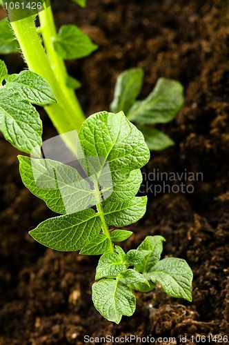 Image of growing potato. baby plant in soil 