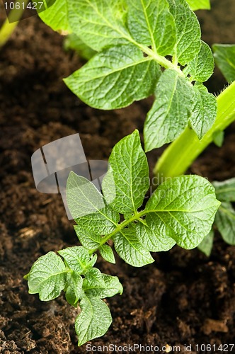 Image of growing potato. baby plant in soil 