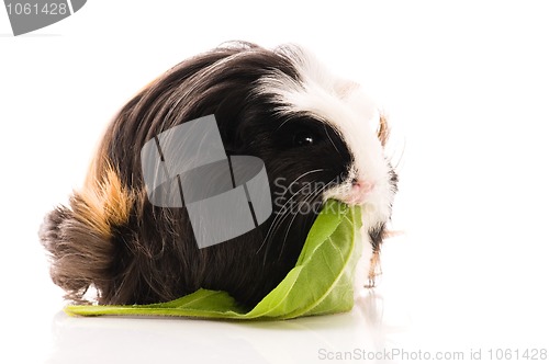 Image of guinea pig isolated on the white background. coronet