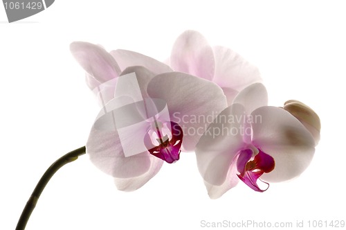 Image of White orchid on white