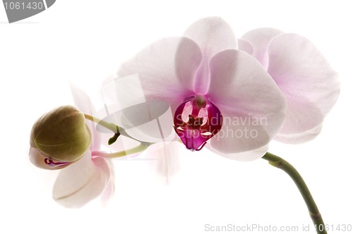 Image of White orchid on white