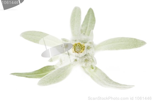 Image of edelweiss