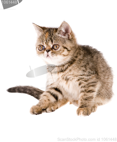 Image of kitten