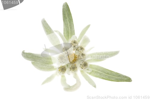 Image of edelweiss