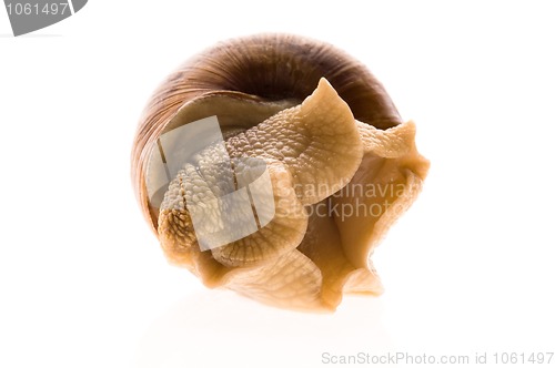 Image of Snail