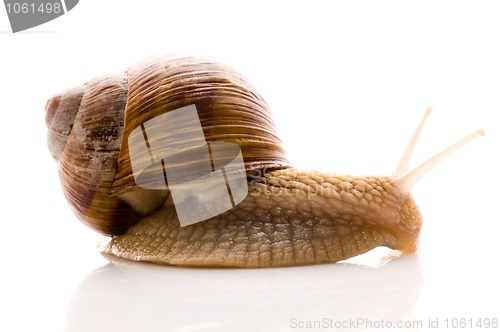 Image of Snail