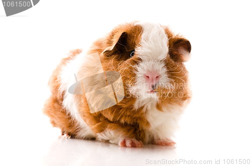 Image of baby guinea pig. texel