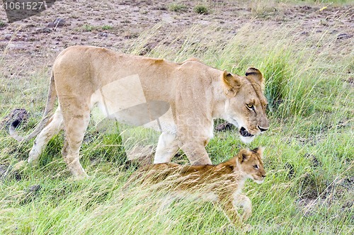 Image of African lioness with cub
