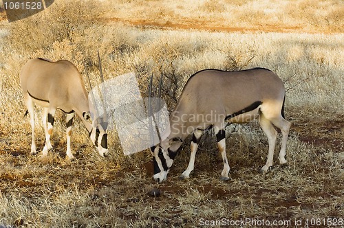 Image of northern gemsboks