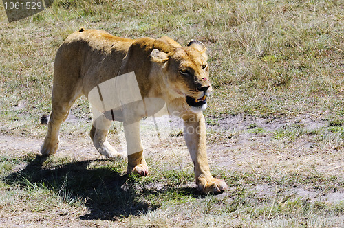 Image of African lioness , Masai Mara, Kenya