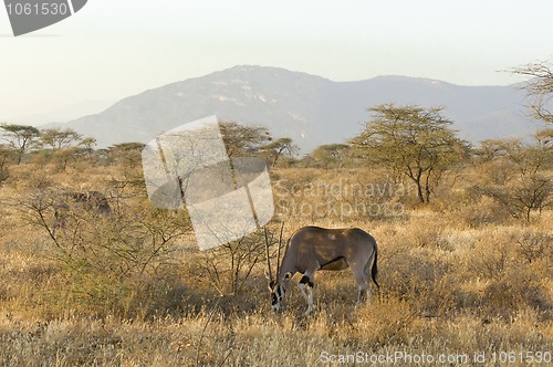 Image of Pair of northern gemsboks