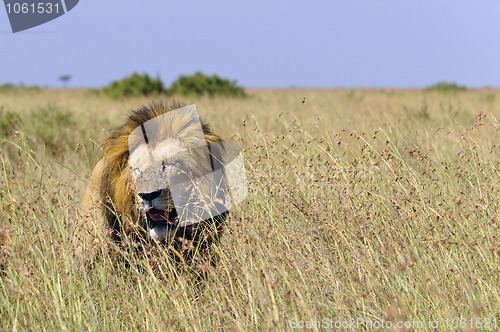 Image of African lion enjoying an grassy area of Masai Mara National Rese