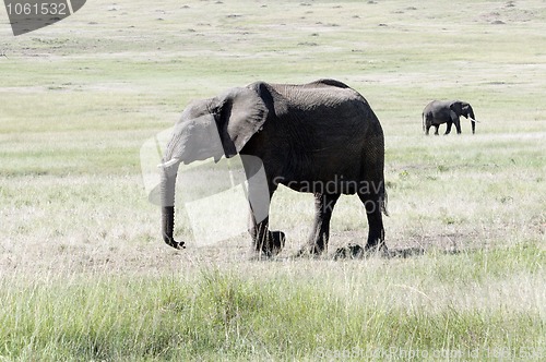 Image of African elephants