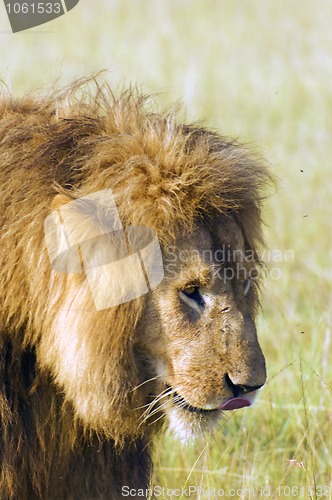 Image of African lion , Masai Mara, Kenya