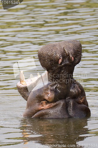 Image of Hippopotamus showing teeth