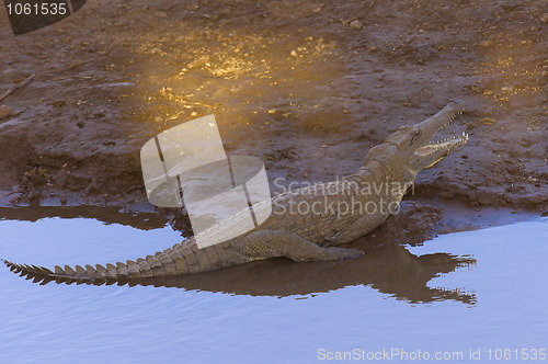 Image of Kenyan Nile Crocodile sunbathing