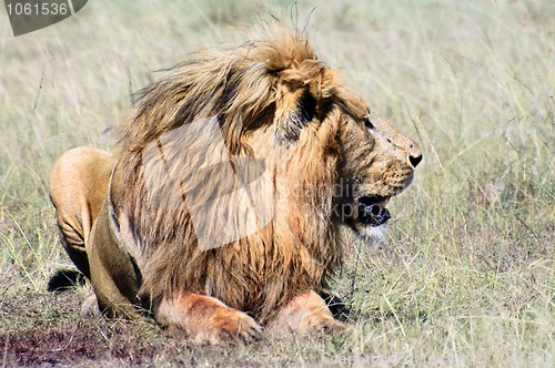 Image of African lion resting after successful  hunt