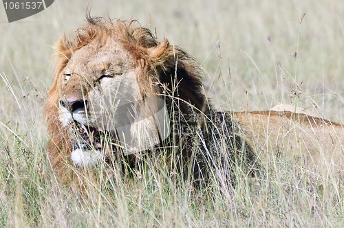 Image of African lion , Masai Mara, Kenya