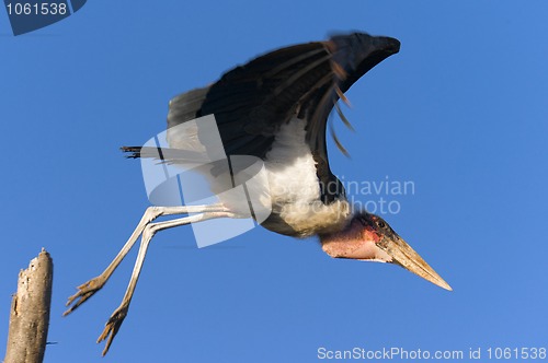Image of marabou in flight