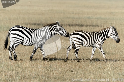 Image of Plains zebras