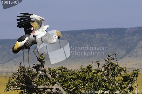 Image of Grey Crowned Cranes 