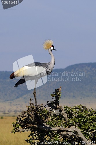 Image of Grey Crowned Crane 
