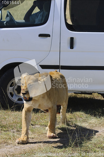 Image of Lioness- brief encounter
