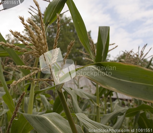 Image of Corn