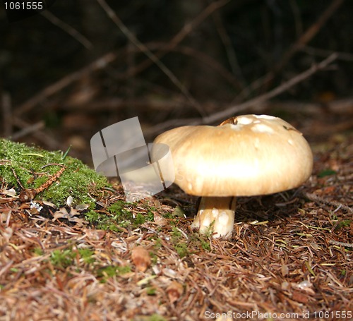 Image of Wild Mushroom