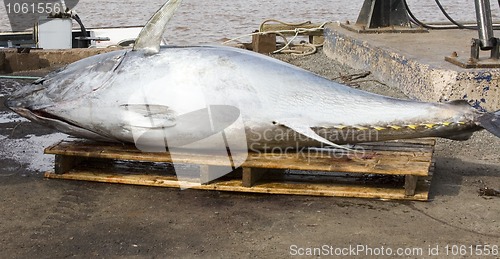 Image of Blue Fin Tuna