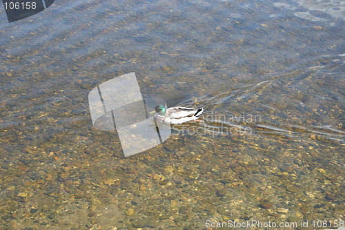 Image of Mallard swimming