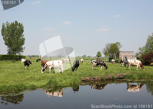 Image of Dutch farmland